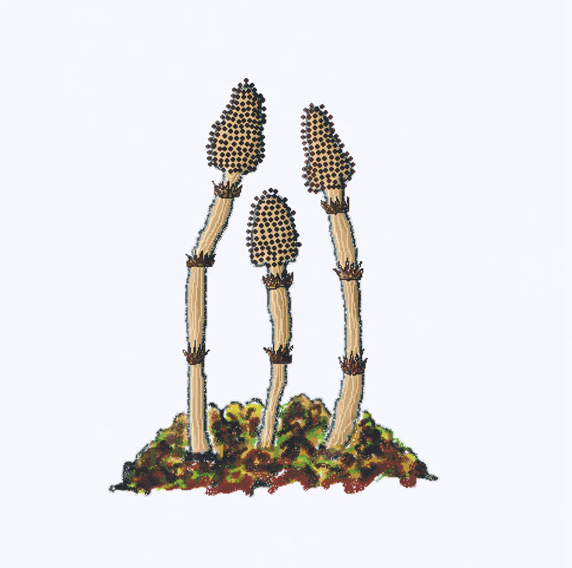 无人,横图,插画,室内,白天,白色背景,正面,数码,科技,一排,阴影,整齐,网络,高光,几何,计算机图形,合成,图画,画,排列,三个,马尾,电脑合成图,数码合成图,合成图,队列,漫画,写实,具体,具象,问荆,接续草,公母草,搂接草,空心草,马蜂草,猪鬃草,黄蚂草,节节草,接骨草,彩图,木贼,马尾植物