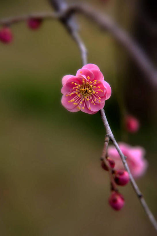 无人,竖图,室外,特写,白天,正面,美景,朦胧,模糊,盛开,景观,梅花,枝条,花蕾,花,花瓣,花朵,鲜花,树枝,红色,自然,花苞,花蕊,景色,高雅,坚强,自然风光,虬枝,枝杈,春梅,梅,红梅,彩图