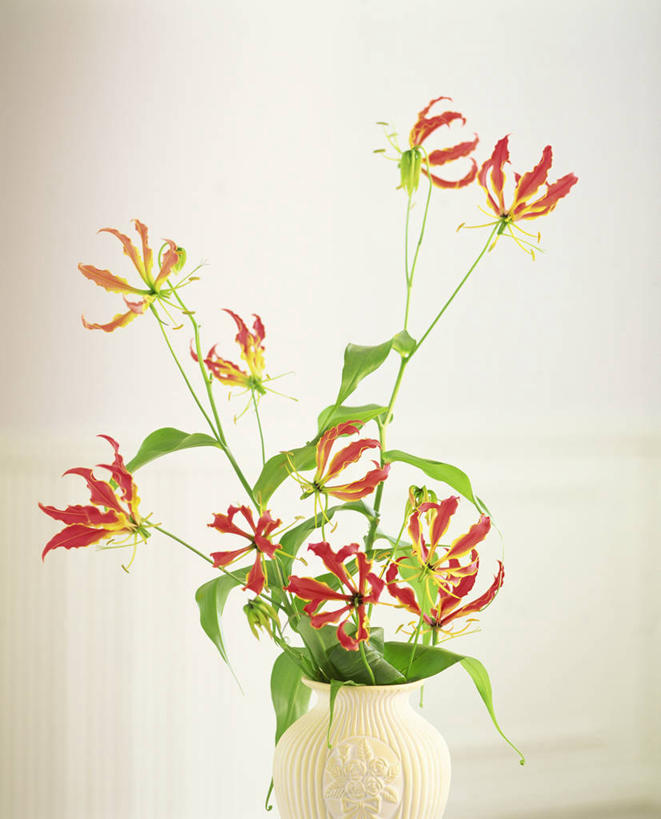 无人,竖图,室内,特写,白天,正面,智慧,百合花,花瓶,叶子,阴影,艺术,盛开,反射,影子,陶瓷,绿叶,陶瓷制品,花蕾,文化,花,花瓣,花朵,鲜花,黄色,红色,插花,瓶子,花苞,花蕊,嫩叶,摄影,影棚,插花艺术,创造,创作,想象,强瞿,百合蒜,倒仙,番韭,山丹,叶,叶片,彩图,影棚拍摄,拍摄,火焰百合