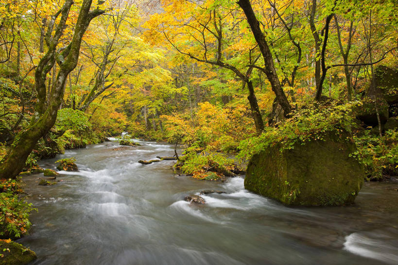 无人,横图,室外,白天,正面,旅游,度假,河流,石头,美景,秋季,森林,树林,水,植物,叶子,日本,亚洲,石子,河水,景观,水流,枯叶,落叶,娱乐,树,树木,绿色,小溪,自然,溪水,享受,休闲,景色,放松,生长,成长,自然风光,东亚,本州,本州岛,日本国,青森,青森县,东北地方,奥入濑溪谷,十和田市,十和田,叶,叶片,石块,岩石,秋,秋天,彩图