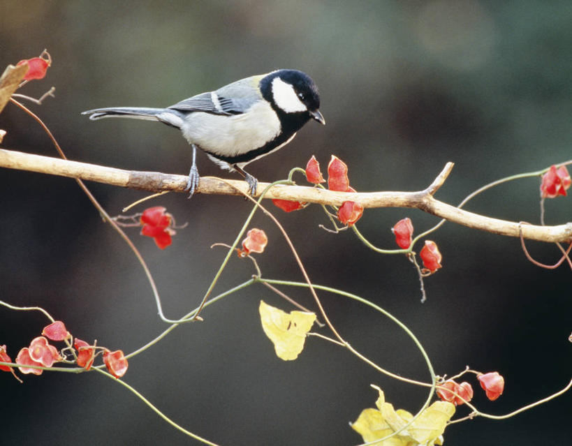 无人,站,横图,室外,白天,正面,美景,植物,鸟,浆果,叶子,朦胧,模糊,鸟类,山雀,景观,绿叶,枝条,注视,树,树木,树枝,一只,红色,绿色,自然,观察,看,站着,嫩叶,景色,生长,成长,观看,察看,关注,自然风光,虬枝,枝杈,白脸山雀,大山雀,叶,叶片,站立,彩图,全身