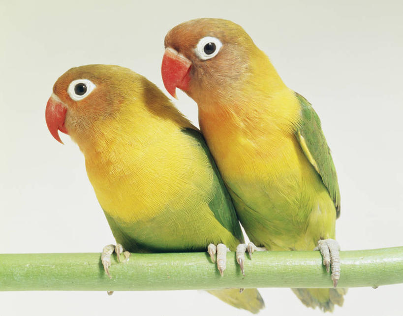 无人,站,横图,室内,白天,白色背景,正面,鸟,鹦鹉,一根,阴影,反射,鸟类,影子,枝条,注视,树枝,黄色,绿色,动物,观察,看,站着,两只,可爱,摄影,活泼,影棚,观看,察看,关注,观赏鸟,爱情鸟,牡丹鹦鹉,情侣鹦鹉,红牡丹鹦鹉,虬枝,枝杈,蜡嘴鹦鹉,站立,彩图,全身,影棚拍摄,拍摄,伴侣