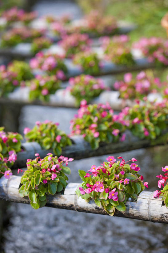 无人,竖图,俯视,室外,白天,旅游,度假,美景,植物,海棠花,叶子,日本,亚洲,阴影,朦胧,模糊,盛开,光线,盆栽,影子,景观,海棠,绿叶,盆景,花蕾,娱乐,花,花瓣,花朵,鲜花,粉色,绿色,阳光,自然,花苞,花蕊,享受,休闲,嫩叶,景色,放松,自信,生长,成长,呵护,秋海棠,自然风光,东亚,本州,关东地方,本州岛,日本国,群马,群马县,八月春,解语花,相思草,岩丸子,叶,叶片,彩图,高角度拍摄