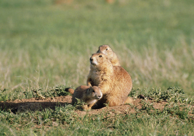 无人,坐,横图,室外,白天,正面,草地,草坪,美景,植物,野生动物,三只,阴影,朦胧,模糊,光线,影子,景观,注视,草,绿色,阳光,自然,动物,观察,看,景色,可爱,活泼,观看,察看,关注,自然风光,土拨鼠,旱獭,天竺鼠,坐着,彩图,全身,草原土拨鼠,草原狗