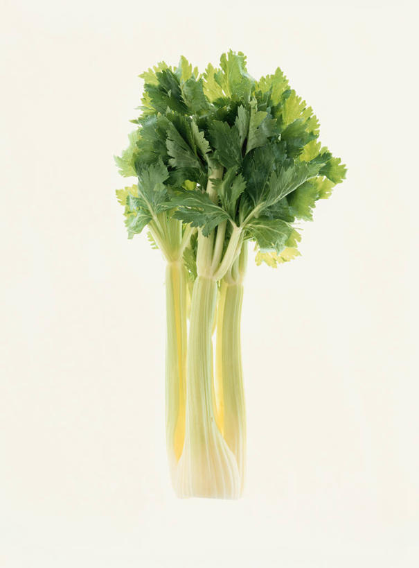 无人,竖图,室内,特写,白天,正面,芹菜,蔬菜,新鲜,食品,食物,绿色,摄影,有机食品,绿色食品,影棚,药芹,水芹,旱芹,彩图,影棚拍摄,拍摄
