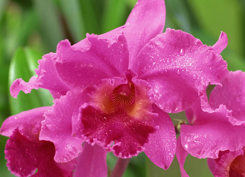 无人,横图,俯视,室外,特写,白天,美景,叶子,朦胧,模糊,盛开,景观,绿叶,花蕾,花,花瓣,花朵,鲜花,粉色,自然,花苞,花蕊,嫩叶,景色,自然风光,倾慕,花中君子,阿开木,加多利亚兰,嘉徳利亚兰,嘉德丽亚兰,卡特兰,卡特利亚兰,兰花,叶,叶片,彩图,高角度拍摄,敬爱