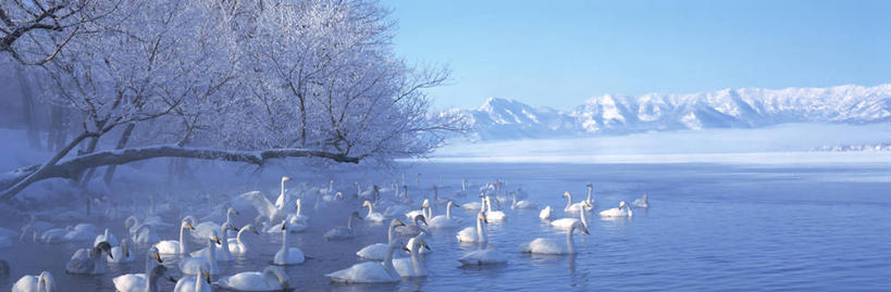 游泳,无人,公园,横图,室外,白天,正面,旅游,度假,湖,湖泊,美景,山,水,雪,雪山,植物,大雪,鸟,野生动物,天鹅,北海道,日本,亚洲,一群,许多,阴影,光线,鸟类,影子,冰,湖面,积雪,景观,山峰,水流,水面,雪景,冬季,冬天,山峦,很多,娱乐,树,树木,蓝色,绿色,蓝天,天空,阳光,自然,动物,湖水,天,享受,休闲,景色,放松,寒冷,可爱,生长,晴朗,成长,冰冷,国家公园,自然风光,东亚,万里无云,日本国,北海道地方,北海道岛,严寒,冰凉,酷寒,凛冽,凛凛,极冷,泅水,川上郡,钏路支厅,弟子屈町,屈斜路湖,阿寒国家公园,拍浮,晴空,晴空万里,鹄,半身,彩图,振兴局,钏路综合振兴局,阿寒国立公园,道东