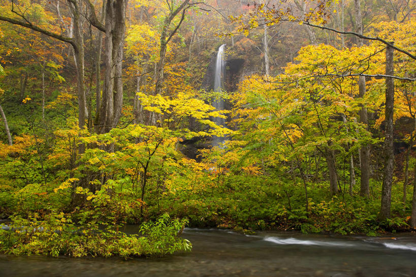 无人,横图,室外,白天,正面,旅游,度假,河流,美景,瀑布,秋季,森林,树林,水,植物,叶子,日本,亚洲,飞溅,溅,液体,河水,景观,水滴,水流,枯叶,落叶,娱乐,水珠,树,树木,绿色,小溪,自然,溪水,享受,休闲,景色,放松,生长,成长,喷洒,自然风光,东亚,本州,本州岛,日本国,青森,青森县,东北地方,奥入濑溪谷,十和田市,十和田,叶,叶片,跌水,秋,秋天,彩图