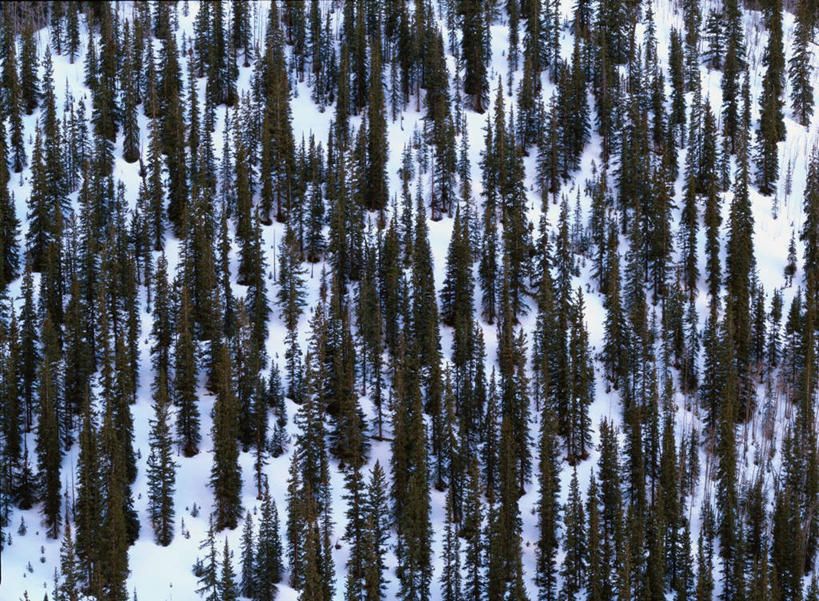 无人,横图,俯视,航拍,室外,白天,美景,森林,树林,植物,松树,美国,景观,树,树木,绿色,自然,景色,生长,成长,北美,北美洲,鸟瞰,自然风光,坚定,美洲,科罗拉多州,科罗拉多,北亚美利加洲,亚美利加洲,长寿,贞洁,百年州,彩图,高角度拍摄,美利坚合众国