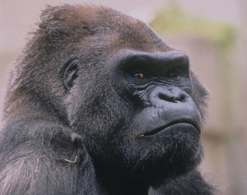 头,无人,站,横图,室外,特写,白天,侧面,美景,哺乳动物,野生动物,猩猩,一头,阴影,朦胧,模糊,光线,影子,景观,注视,阳光,自然,动物,观察,看,站着,景色,观看,察看,关注,自然风光,大猩猩,金刚猩猩,头部,站立,半身,彩图