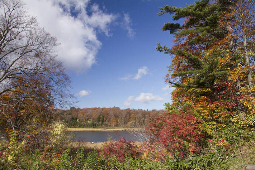 无人,横图,室外,白天,正面,旅游,度假,草地,草坪,美景,秋季,树林,植物,秋田县,日本,亚洲,阴影,光线,影子,池塘,景观,水池,云,云朵,云彩,娱乐,草,树,树木,蓝色,绿色,白云,蓝天,天空,阳光,自然,天,享受,休闲,景色,放松,生长,晴朗,成长,自然风光,东亚,本州,本州岛,日本国,秋田,东北地方,八幡平,晴空,秋,秋天,彩图,鹿角郡