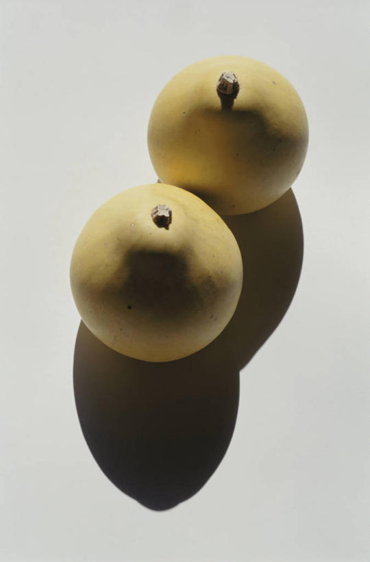 无人,竖图,俯视,室内,特写,白天,白色背景,枇杷,水果,阴影,新鲜,反射,影子,生食,食品,果实,食物,两个,摄影,有机食品,绿色食品,影棚,芦枝,芦橘,金丸,彩图,高角度拍摄,影棚拍摄,拍摄