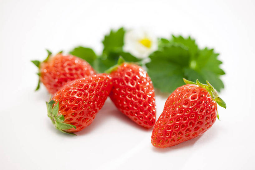 无人,横图,室内,特写,白天,白色背景,正面,植物,草莓,浆果,水果,叶子,阴影,朦胧,模糊,新鲜,盛开,反射,纹理,影子,生食,食品,果实,绿叶,花蕾,花,花瓣,花朵,鲜花,食物,一朵,红色,绿色,花苞,花蕊,四个,嫩叶,摄影,有机食品,绿色食品,影棚,肌理,勇气,草莓花,甜蜜,叶,叶片,叶脉,洋莓,水果皇后,红莓,地莓,彩图,影棚拍摄,拍摄,恋情