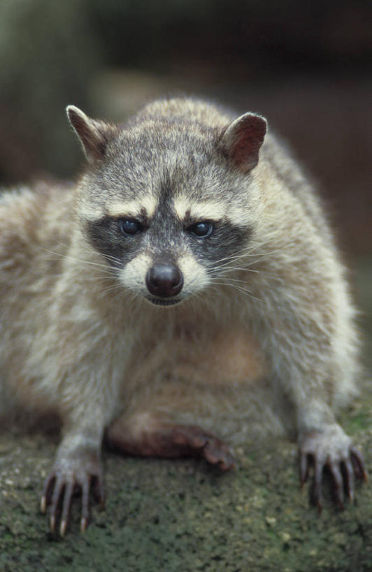 无人,坐,竖图,室外,特写,白天,正面,哺乳动物,野生动物,阴影,朦胧,模糊,光线,影子,注视,一只,阳光,动物,观察,看,可爱,搭,活泼,观看,察看,搭着,关注,浣熊,坐着,半身,彩图