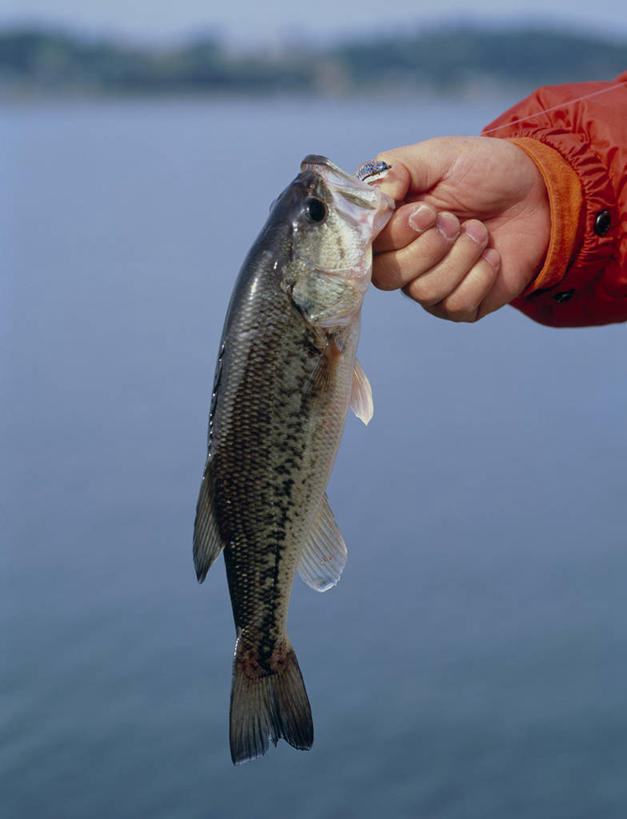 东方人,手,一个人,站,竖图,室外,特写,白天,正面,河流,水,亚洲,仅一个男性,仅一个人,一条,服装,朦胧,模糊,鱼,河水,水流,拎,休闲装,黄种人,水产,鱼类,仅一个年轻男性,衣服,红色,蓝色,蓝天,天空,天,站着,休闲,手部,休闲服,服饰,晴朗,单手,水生动物,水生物,万里无云,大口黑鲈,黑鲈,加州鲈鱼,男人,男性,年轻男性,亚洲人,晴空,晴空万里,站立,半身,彩图,淡水生物,河鲜,拎着