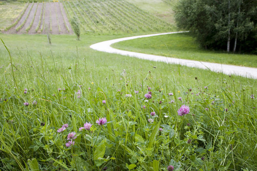 无人,果园,横图,室外,白天,正面,旅游,度假,花海,花圃,美景,田园,植物,道路,路,叶子,德国,欧洲,阴影,盛开,光线,影子,景观,小路,交通,花蕾,娱乐,葡萄园,花,花瓣,花朵,花卉,鲜花,树,树木,绿色,阳光,自然,庄园,花丛,花束,花田,花苞,花蕊,享受,休闲,景色,放松,生长,成长,西欧,自然风光,德意志联邦共和国,莱茵兰.普法尔茨州,萨尔州,彩图,摩泽尔葡萄酒产区