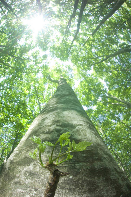 无人,竖图,室外,白天,仰视,旅游,度假,美景,树林,植物,叶子,日本,亚洲,阴影,光线,影子,景观,绿叶,枝条,娱乐,树,树木,树枝,绿色,阳光,自然,享受,休闲,嫩叶,景色,放松,生长,成长,自然风光,东亚,山毛榉,本州,本州岛,日本国,青森,青森县,东北地方,麻栎金刚,山毛榉树,虬枝,枝杈,叶,叶片,彩图,低角度拍摄,八甲田山