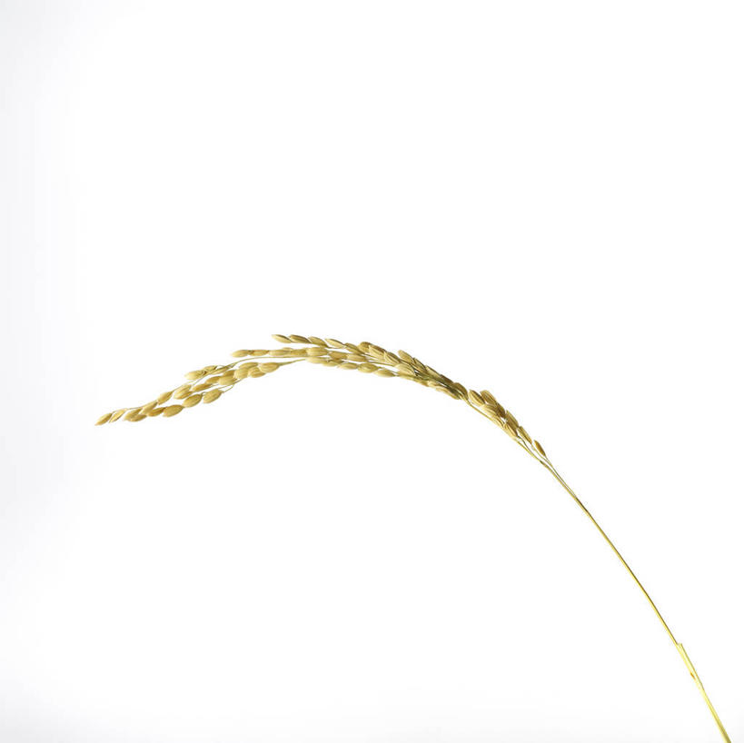 无人,横图,室内,特写,白天,白色背景,正面,一根,阴影,反射,影子,谷物,水稻,稻,摄影,影棚,彩图,影棚拍摄,拍摄