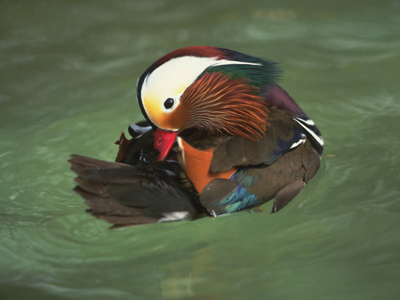 游泳,无人,横图,俯视,室外,特写,白天,湖,湖泊,美景,水,鸟,鸳鸯,阴影,光线,鸟类,鸭,影子,湖面,景观,水流,水面,注视,一只,阳光,自然,动物,湖水,低头,观察,看,景色,观看,察看,关注,自然风光,泅水,垂头,拍浮,匹鸟,官鸭,彩图,高角度拍摄,全身,中国官鸭,邓木鸟,乌仁哈钦