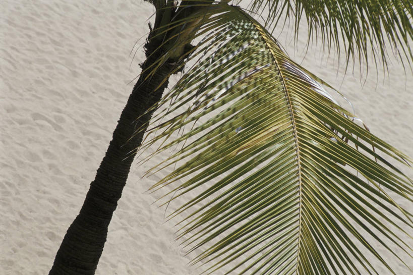 无人,横图,俯视,室外,特写,白天,美景,沙滩,植物,棕榈树,叶子,阴影,光线,沙子,影子,海岸,景观,绿叶,沙地,树,树木,绿色,阳光,自然,嫩叶,景色,生长,成长,自然风光,棕榈叶,叶,叶片,海滩,棕树,棕榈,彩图,高角度拍摄