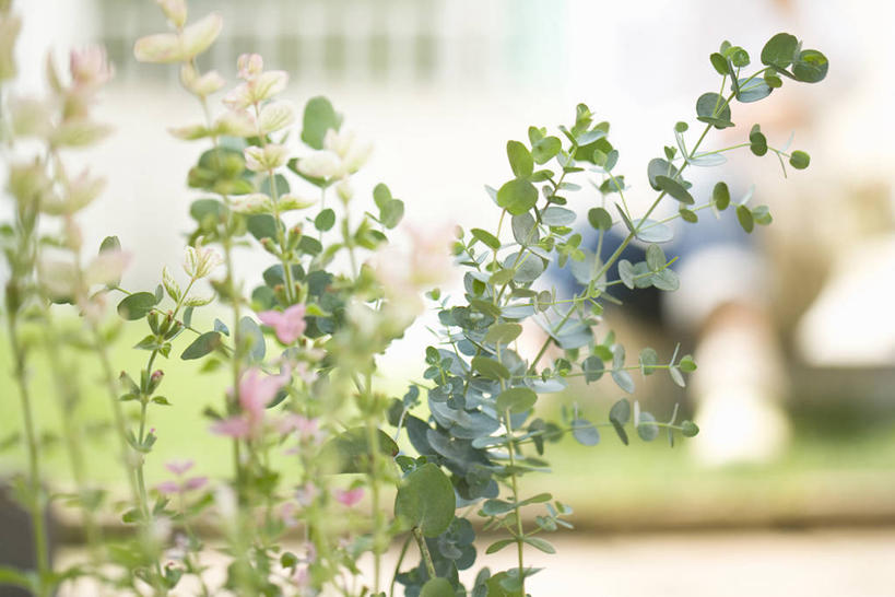 无人,家庭,横图,室外,特写,白天,正面,智慧,美景,植物,花盆,阴影,朦胧,模糊,盛开,光线,盆栽,影子,陶瓷,景观,盆景,陶瓷制品,花蕾,花瓣,花朵,鲜花,绿色,阳光,自然,容器,花苞,花蕊,景色,生长,成长,储藏,鼠尾草,储存,自然风光,理性,草花,彩图,贮存