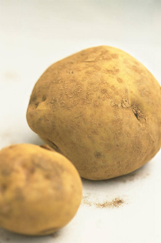 无人,竖图,俯视,室内,特写,白天,蔬菜,土豆,阴影,新鲜,反射,影子,食品,食物,两个,摄影,有机食品,绿色食品,影棚,馍馍蛋,洋芋,山药蛋,马铃薯,彩图,高角度拍摄,影棚拍摄,拍摄