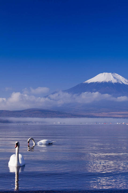 游泳,无人,竖图,室外,白天,正面,旅游,度假,湖,湖泊,火山,美景,山,水,雪,雪山,大雪,鸟,野生动物,天鹅,富士山,日本,亚洲,阴影,波纹,光线,鸟类,影子,冰,湖面,积雪,景观,山峰,水流,水面,雪景,云,云朵,冬季,冬天,涟漪,山峦,云彩,娱乐,蓝色,白云,倒影,蓝天,水纹,天空,阳光,自然,动物,波浪,湖水,天,两只,享受,休闲,景色,放松,寒冷,可爱,晴朗,淡水湖,冰冷,倒映,自然风光,东亚,本州,本州岛,日本国,中部地方,山梨,山梨县,水晕,严寒,冰凉,酷寒,凛冽,凛凛,极冷,泅水,富士五湖,山中湖,反照,拍浮,活火山,晴空,鹄,彩图,全身,南都留郡,富士河口湖町