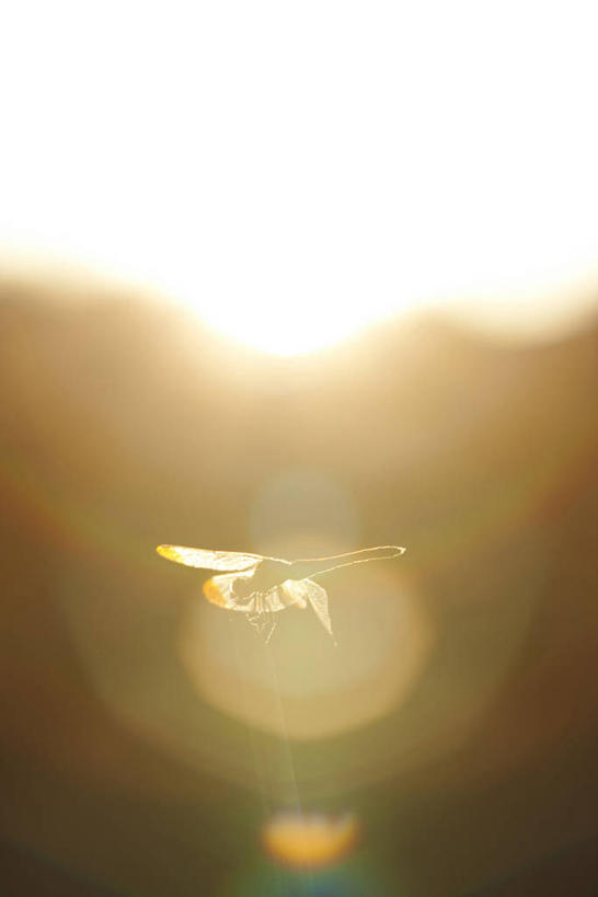 无人,竖图,室外,特写,白天,正面,美景,日落,植物,枯萎,朦胧,模糊,蜻蜓,昆虫,景观,晚霞,霞光,落日,枯草,停留,草,一只,黄色,自然,黄昏,动物,景色,彩霞,红蜻蜓,停止,自然风光,猫猫丁,咪咪洋,蚂螂,河嘻嘻,益虫,逗留,停顿,夕照,薄暮,夕阳,彩图,镜头光晕,全身,透镜闪耀,眩光,傍晚,斜阳