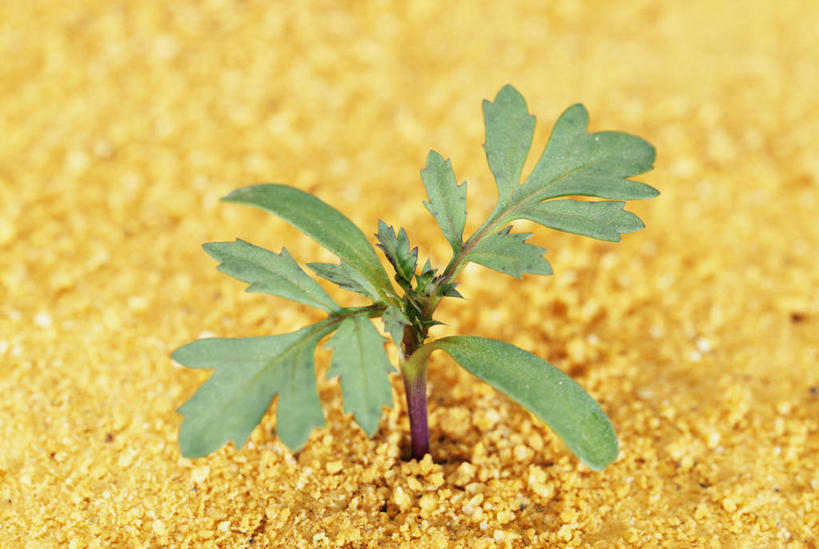 无人,横图,俯视,室外,特写,白天,美景,叶子,生气,朦胧,模糊,景观,泥土,土壤,绿叶,万寿菊,幼苗,自然,嫩芽,健康,嫩叶,景色,活力,朝气,生机,希望,自然风光,长寿,一株,新苗,臭芙蓉,蜂窝菊,友情,叶,叶片,彩图,高角度拍摄