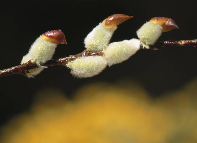 无人,横图,室外,特写,白天,正面,自由,美景,水,露水,阴影,朦胧,模糊,透明,光线,液体,影子,景观,水滴,猫柳,枝条,水珠,树枝,阳光,自然,露珠,景色,生机,生命,剔透,自然风光,银芽柳,棉花柳,银柳,灵动,通明,虬枝,枝杈,彩图,晶莹