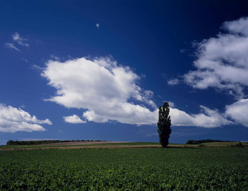无人,横图,室外,白天,正面,旅游,度假,草地,草坪,美景,植物,北海道,日本,亚洲,阴影,光线,影子,景观,云,云朵,云彩,娱乐,草,树,树木,蓝色,绿色,白云,蓝天,天空,阳光,自然,天,享受,休闲,景色,放松,生长,晴朗,成长,自然风光,东亚,日本国,北海道地方,北海道岛,上富良野町,上富良野,晴空,彩图