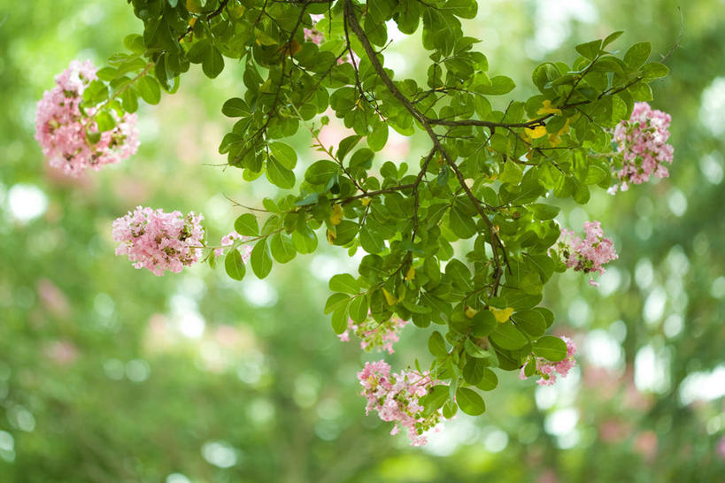无人,横图,室外,特写,白天,正面,爱情,美景,植物,叶子,阴影,朦胧,模糊,盛开,光线,影子,景观,绿叶,枝条,花蕾,花,花瓣,花朵,鲜花,树,树木,树枝,粉色,绿色,阳光,自然,花苞,花蕊,嫩叶,景色,生长,成长,沉迷,自然风光,虬枝,枝杈,紫薇,痒痒树,好运,叶,叶片,五里香,怕痒花,满堂红,百日红,彩图