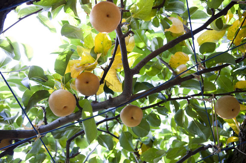 无人,横图,室外,白天,仰视,旅游,度假,美景,植物,梨,水果,叶子,吊挂,悬挂,阴影,朦胧,模糊,新鲜,光线,影子,景观,生食,食品,果实,果树,绿叶,枝条,挂,娱乐,树,树木,树枝,食物,黄色,绿色,阳光,自然,享受,休闲,嫩叶,香梨,景色,放松,有机食品,绿色食品,生长,成长,自然风光,虬枝,枝杈,梨树,叶,叶片,生梨,彩图,低角度拍摄