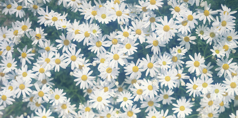 无人,横图,俯视,室外,白天,旅游,度假,花海,花圃,美景,植物,叶子,盛开,景观,绿叶,蓬蒿,花蕾,娱乐,花,花瓣,花朵,花卉,鲜花,绿色,白色,自然,花丛,花束,花田,花苞,花蕊,享受,休闲,嫩叶,景色,放松,自然风光,茼蒿,春菊,茼蒿菜,叶,叶片,彩图,高角度拍摄