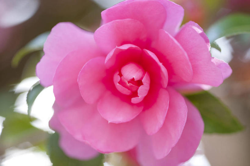 无人,横图,俯视,室外,特写,白天,美景,山茶花,叶子,阴影,朦胧,模糊,盛开,光线,影子,景观,绿叶,花蕾,花,花瓣,花朵,鲜花,一朵,粉色,阳光,自然,花苞,花蕊,嫩叶,景色,自然风光,玉茗花,耐冬,海石榴,茶梅,茶花,叶,叶片,彩图,高角度拍摄