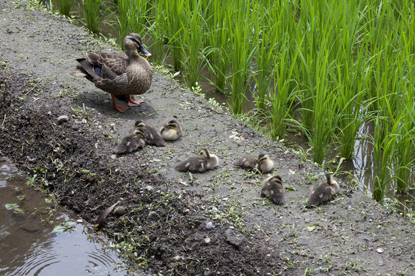无人,农田,站,横图,俯视,室外,白天,旅游,度假,农业,庄稼,农作物,美景,鸟,一群,许多,鸟类,鸭,稻田,景观,谷物,水稻,很多,娱乐,稻,家禽,自然,动物,站着,享受,休闲,景色,放松,牲畜,自然风光,斑嘴鸭,站立,彩图,高角度拍摄,全身,耕地,庄稼田