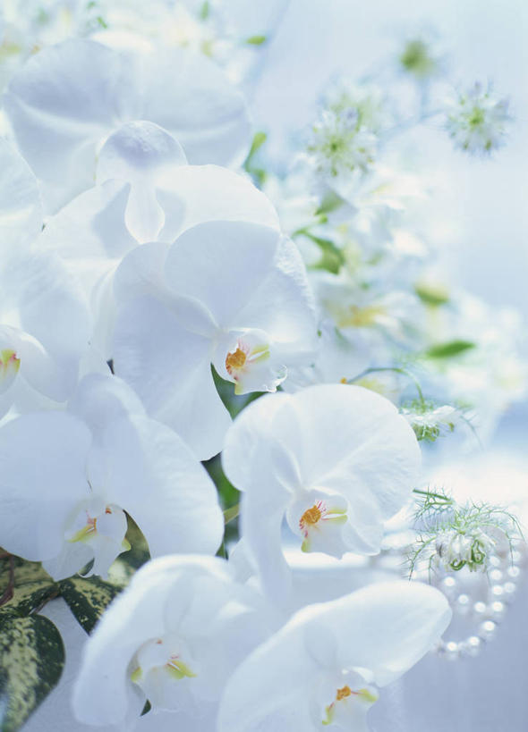 无人,竖图,室内,特写,白天,正面,婚礼,快乐,朦胧,模糊,庆祝,盛开,捧花,手捧花,结婚,花蕾,花,花瓣,花朵,鲜花,白色,花束,花苞,花蕊,喜庆,纪念,高雅,淡泊,花中君子,婚礼捧花,兰花,彩图,高兴