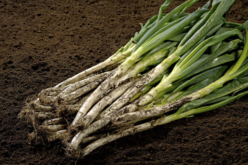 无人,横图,俯视,室内,特写,白天,蔬菜,一堆,许多,阴影,堆叠,堆积,新鲜,反射,影子,泥土,土壤,葱,青葱,食品,很多,食物,绿色,白色,摄影,有机食品,绿色食品,影棚,堆,韭葱,彩图,高角度拍摄,影棚拍摄,拍摄