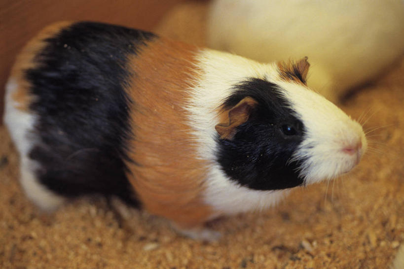 无人,站,横图,俯视,室外,特写,白天,野生动物,阴影,朦胧,模糊,反射,影子,注视,一只,动物,观察,看,站着,可爱,活泼,观看,察看,关注,荷兰鼠,荷兰猪,天竺鼠,豚鼠,彩豚,站立,彩图,高角度拍摄,全身