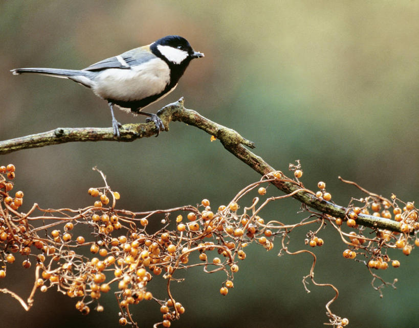 无人,站,横图,室外,白天,侧面,美景,秋季,植物,鸟,叶子,阴影,朦胧,模糊,光线,鸟类,山雀,影子,景观,枯叶,落叶,枝条,注视,树,树木,树枝,一只,绿色,阳光,自然,观察,看,站着,景色,生长,成长,观看,察看,关注,自然风光,虬枝,枝杈,白脸山雀,大山雀,叶,叶片,秋,秋天,站立,彩图,全身