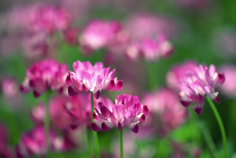 无人,横图,室外,特写,白天,正面,花海,花圃,美景,植物,叶子,阴影,朦胧,模糊,盛开,光线,影子,景观,花蕾,花,花瓣,花朵,花卉,鲜花,粉色,绿色,阳光,自然,花丛,花束,花田,花苞,花蕊,景色,自然风光,紫云英,红花草,翘摇,彩图