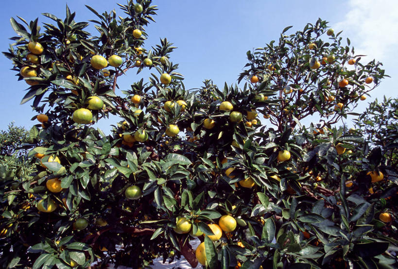 无人,横图,室外,白天,仰视,美景,植物,柑橘,水果,许多,阴影,新鲜,光线,影子,景观,云,云朵,生食,食品,果实,果树,很多,云彩,树,树木,食物,蓝色,绿色,白云,蓝天,天空,阳光,自然,天,景色,有机食品,绿色食品,生长,晴朗,成长,自然风光,柑桔,晴空,橘子,桔子,彩图,低角度拍摄,大红蜜橘,大红袍,红橘,黄橘,宽皮橘,蜜橘