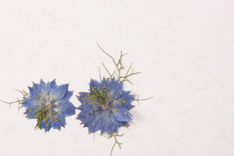 无人,横图,室内,特写,白天,白色背景,正面,植物,盛开,调味,香料,佐料,草药,药草,花蕾,中药,花,花瓣,花朵,鲜花,两朵,紫色,花苞,花蕊,摄影,香芹,影棚,葛缕子,配料,药材,中草药,中药材,本草,作料,彩图,影棚拍摄,拍摄