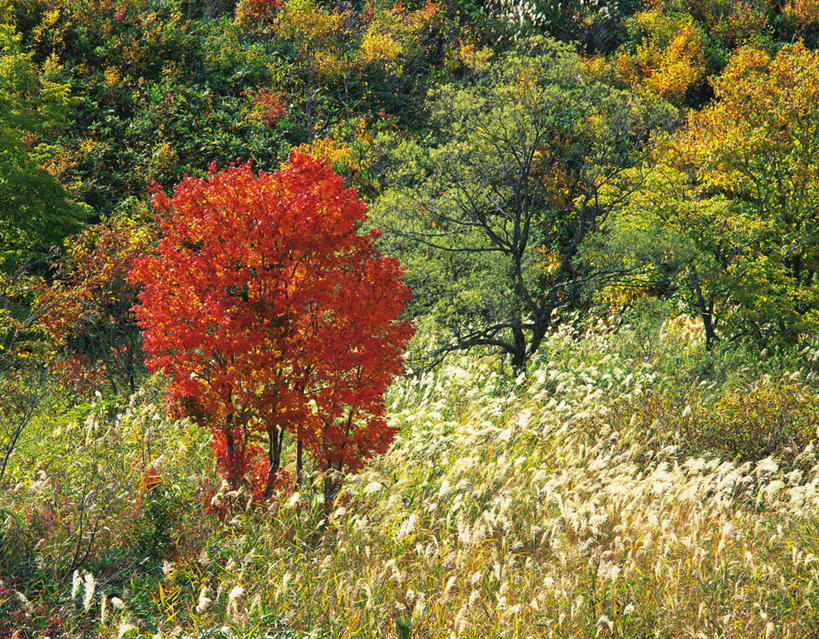 无人,横图,室外,白天,正面,旅游,度假,草地,草坪,美景,秋季,树林,植物,日本,亚洲,景观,娱乐,草,树,树木,绿色,自然,享受,休闲,景色,放松,生长,成长,自然风光,东亚,本州,本州岛,日本国,东北地方,福岛,福岛县,秋,秋天,彩图
