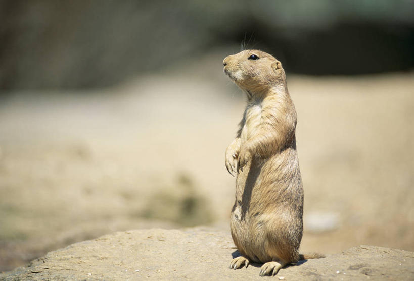 无人,站,横图,室外,特写,白天,侧面,美景,野生动物,鼬鼠,阴影,朦胧,模糊,光线,影子,景观,泥土,土壤,注视,一只,阳光,自然,动物,观察,看,站着,景色,观看,察看,关注,自然风光,狡猾,狡诈,黄鼬,黄鼠狼,站立,彩图,全身