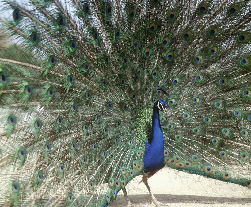 无人,站,横图,室外,白天,正面,旅游,度假,美景,孔雀,鸟,野生动物,阴影,鲜艳,光线,鸟类,影子,景观,美丽,注视,漂亮,娱乐,一只,阳光,自然,动物,观察,看,站着,享受,休闲,景色,放松,可爱,活泼,观看,保护,吉祥,察看,优美,关注,自然风光,华贵,善良,防御,艳丽,孔雀开屏,越鸟,百鸟之王,示威,斑斓,瑰丽,娇艳,锦绣,奇丽,求偶,站立,半身,彩图