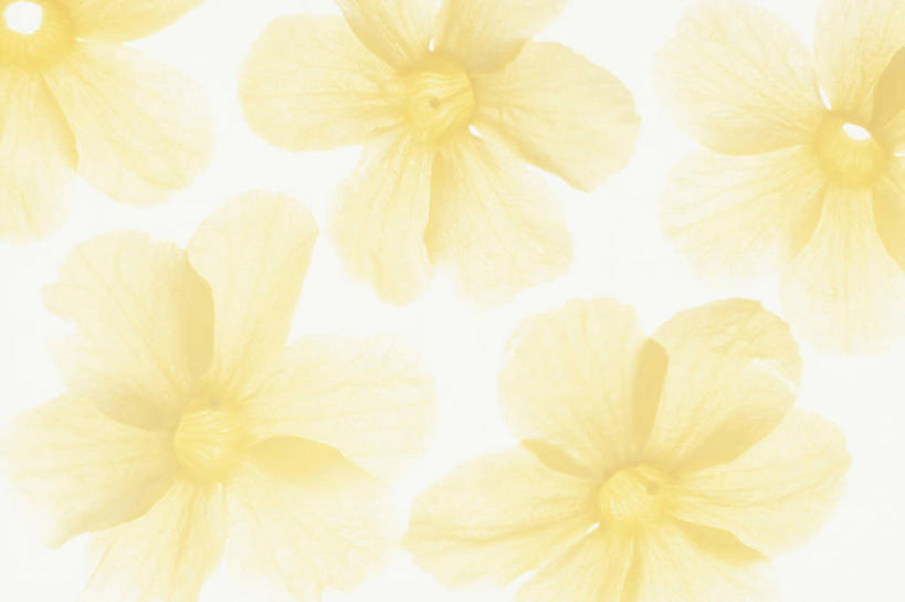 无人,横图,俯视,室内,特写,白天,白色背景,爱情,阴影,盛开,透明,反射,影子,辉煌,花蕾,花,花瓣,花朵,鲜花,黄色,花苞,花蕊,迎春花,健康,摄影,活泼,影棚,希望,暖色,迎春,光辉,永恒,光明,云南迎春,功名,轻快,彩图,高角度拍摄,影棚拍摄,拍摄