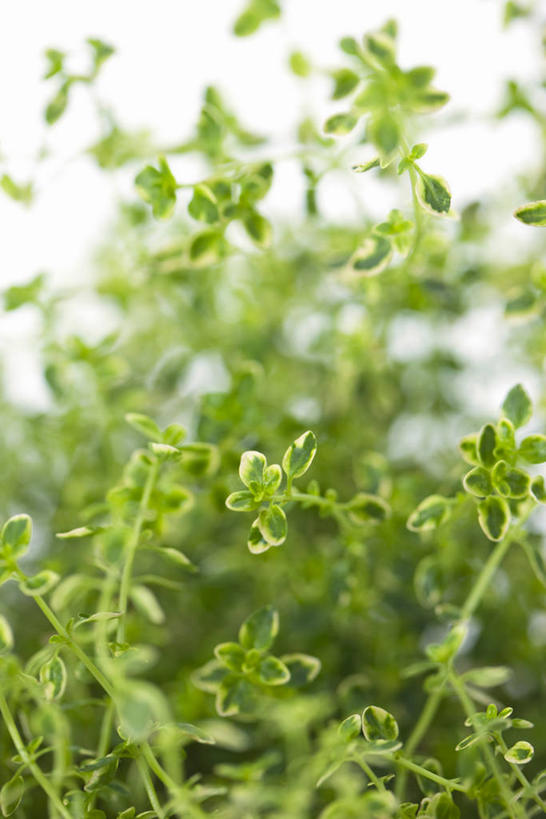 无人,竖图,室内,特写,白天,白色背景,正面,叶子,阴影,朦胧,模糊,芳香,反射,影子,绿叶,香草,嫩叶,摄影,影棚,吉祥,百里香,麝香草,如意,勇气,勇敢,地椒,自尊,不屈,平安,叶,叶片,彩图,影棚拍摄,拍摄