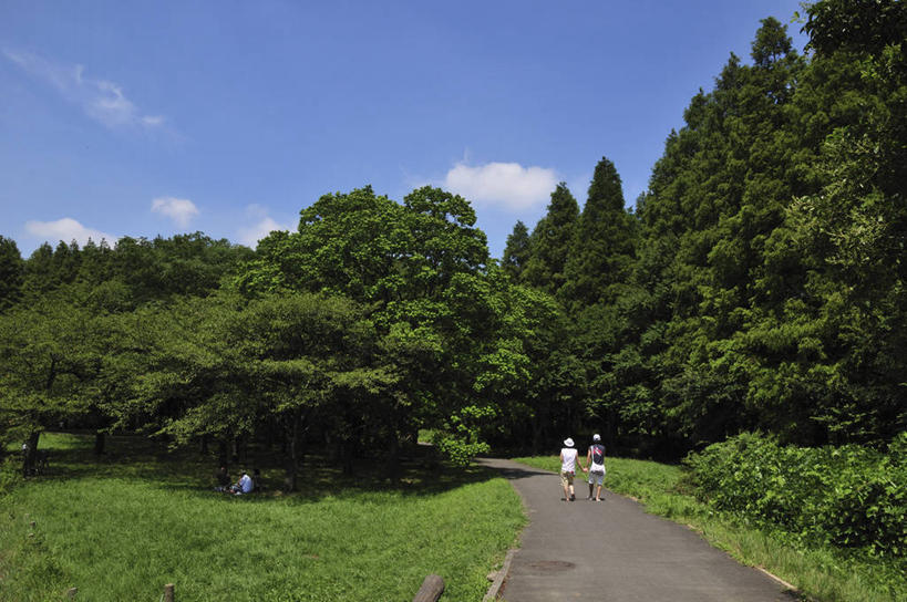 无人,横图,室外,白天,正面,旅游,度假,草地,草坪,美景,树林,植物,道路,路,东京,日本,亚洲,阴影,光线,影子,景观,云,云朵,小路,交通,云彩,娱乐,草,树,树木,蓝色,绿色,白云,蓝天,天空,阳光,自然,天,享受,休闲,景色,放松,生长,晴朗,成长,自然风光,东亚,本州,关东地方,本州岛,日本国,东京都,水元公园,葛饰区,晴空,彩图