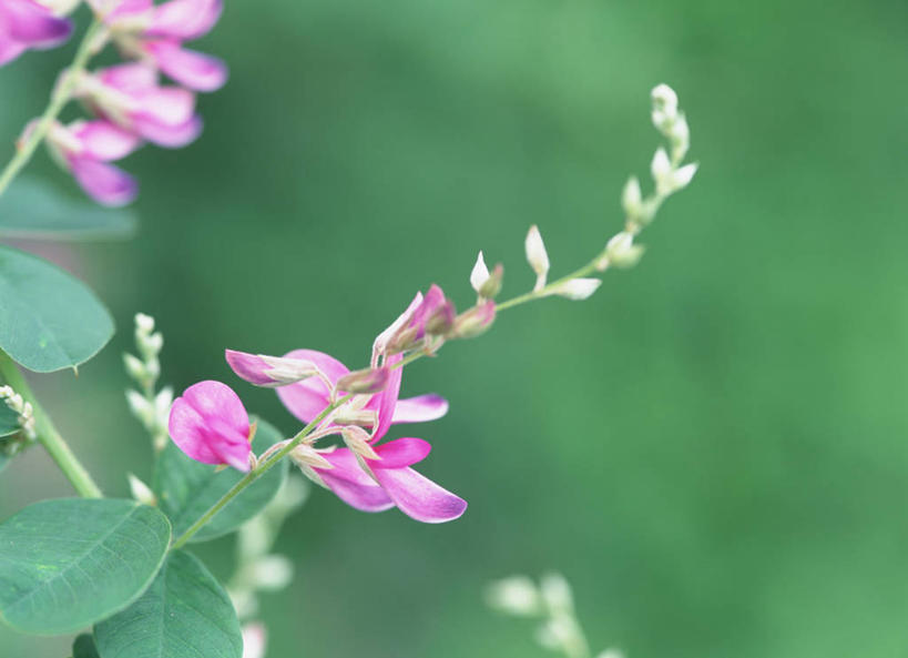 无人,横图,室外,特写,白天,正面,美景,植物,阴影,朦胧,模糊,盛开,光线,影子,景观,枝条,花蕾,花,花瓣,花朵,鲜花,树,树木,树枝,粉色,绿色,阳光,自然,花苞,花蕊,景色,生长,成长,自然风光,豆叶柴,杭子梢,帚条,胡枝条,胡枝子,随军茶,沈思,虬枝,枝杈,害羞,彩图